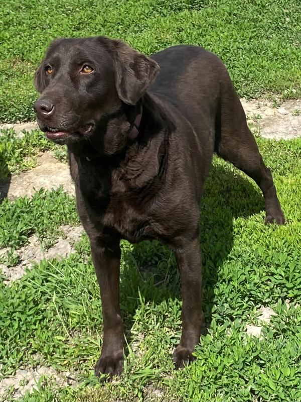 When Should Lab Puppies Dew Claws Be Removed